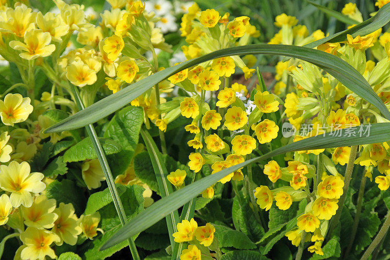 Primula elatior (Hohe Schlüsselblume)